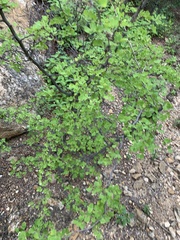 Haematoxylum brasiletto