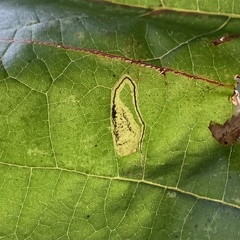 Ectoedemia clemensella