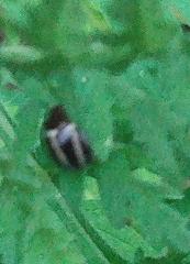 Zygogramma suturalis