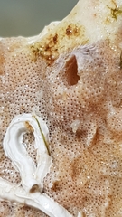 Cryptosula pallasiana