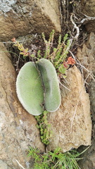 Haemanthus humilis hirsutus