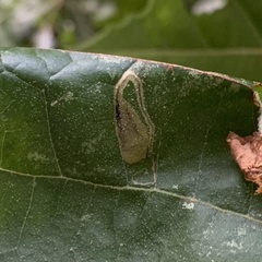 Ectoedemia clemensella