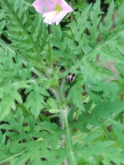 Zygogramma suturalis