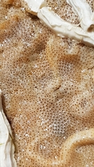 Cryptosula pallasiana