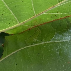 Ectoedemia clemensella