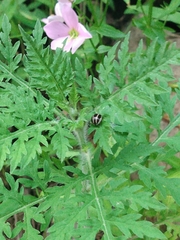 Zygogramma suturalis