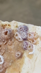 Cryptosula pallasiana