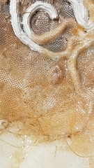 Cryptosula pallasiana