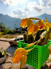 Lycaste