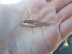 Percopsis omiscomaycus