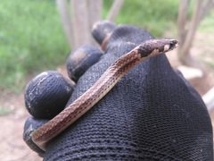 Tantilla melanocephala