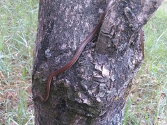 Tantilla melanocephala