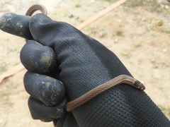 Tantilla melanocephala