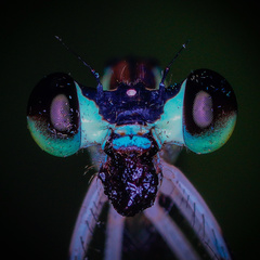 Pseudocopera ciliata