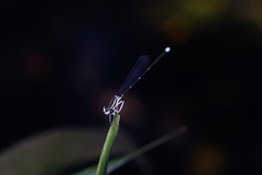 Pseudocopera ciliata