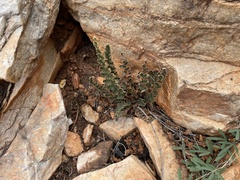 Cheilanthes lasiophylla