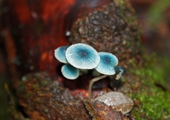 Mycena cyanocephala