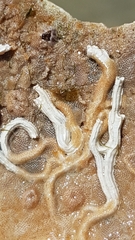 Spirobranchus lamarcki