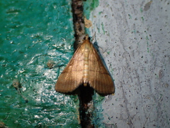 Cnaphalocrocis