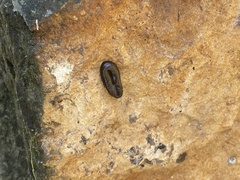 Haemopis sanguisuga
