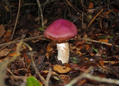 Cortinarius lebre