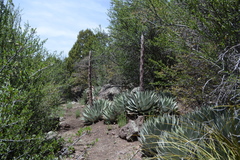 Agave parryi parryi