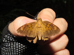 Nascus phocus