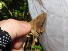 Nascus phocus
