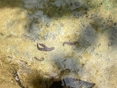 Haemopis sanguisuga