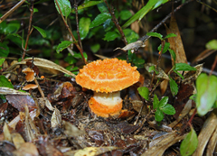 Amanita gayana