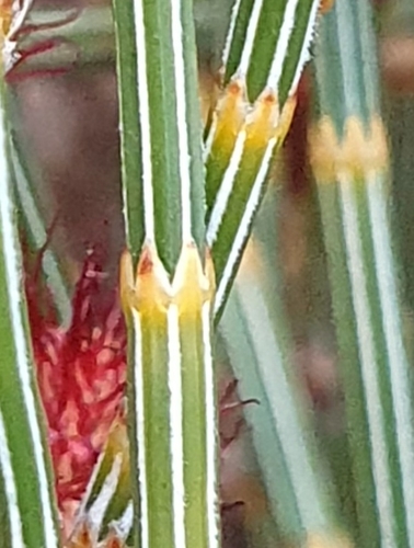 Allocasuarina distyla (Allocasuarina distyla)