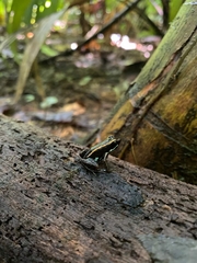 Phyllobates lugubris