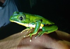 Phyllomedusa burmeisteri