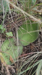Haemanthus humilis hirsutus