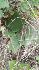 Haemanthus humilis hirsutus