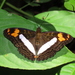 Mariposa Monjita Sureña - Photo (c) Lepidoptera Colombiana 🇨🇴, algunos derechos reservados (CC BY-NC), subido por Lepidoptera Colombiana 🇨🇴