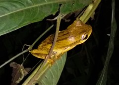 Boana bischoffi