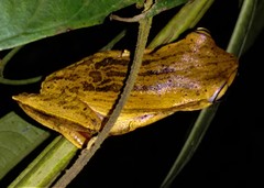 Boana bischoffi