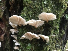 Marasmiellus alliiodorus