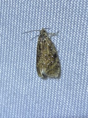 Olethreutes astrologana