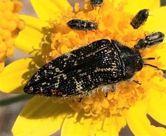 Acmaeodera mudgei