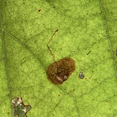 Ectoedemia platanella