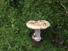 Amanita toxica