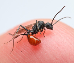 Pogonomyrmex huachucanus