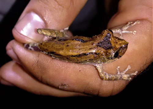 Sousas Snouted Tree Frog