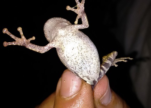 Sousas Snouted Tree Frog