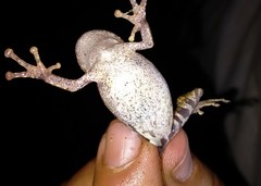 Scinax hiemalis