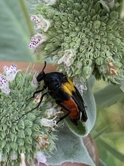 Macrosiagon flavipennis