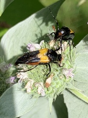 Macrosiagon flavipennis