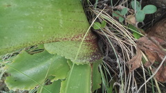 Eucomis humilis